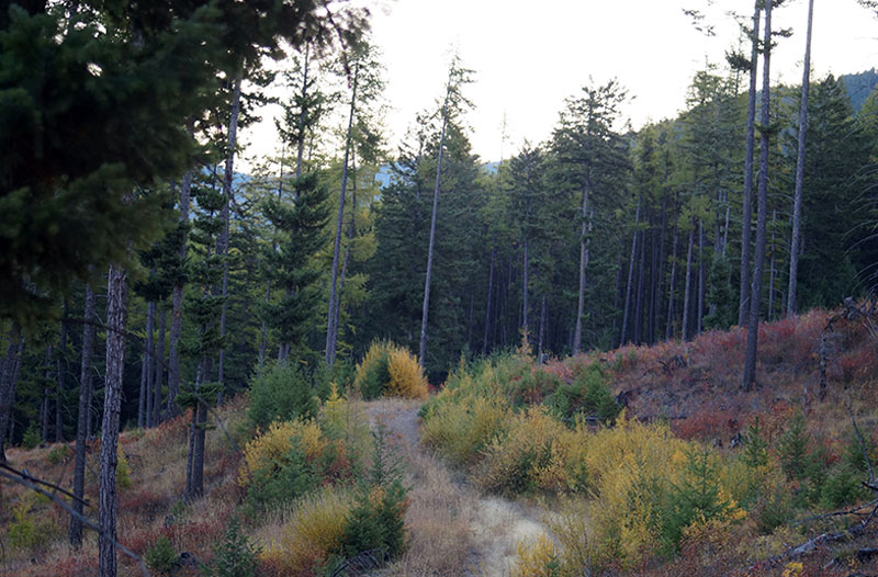 Pattee Canyon / Mitten Mountain, Missoula, MT 